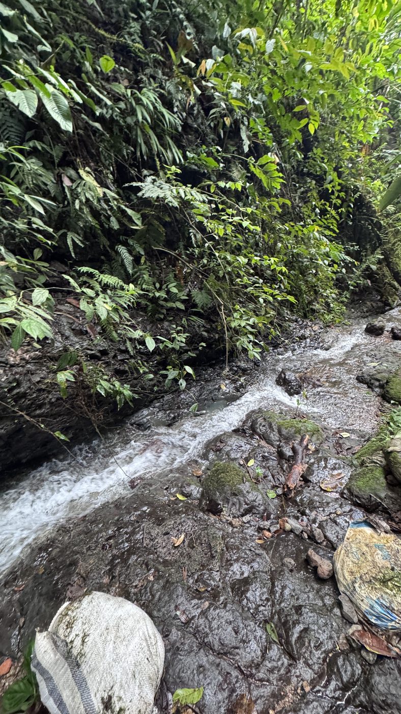 Water spring in the jungle